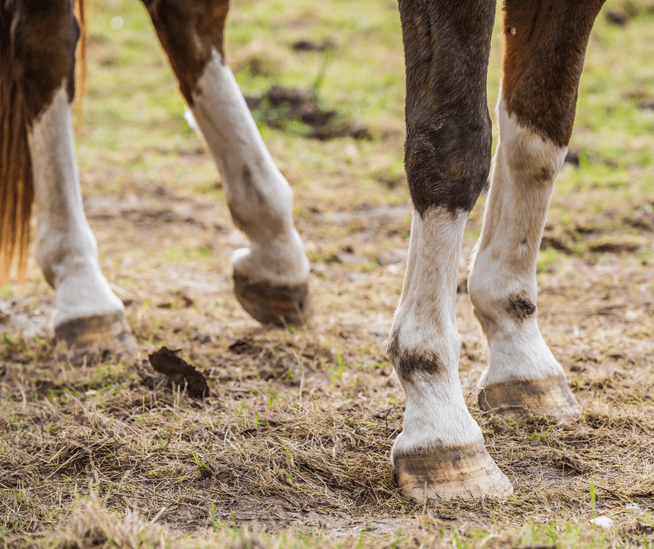 cicatrisation produit occlusif cheval